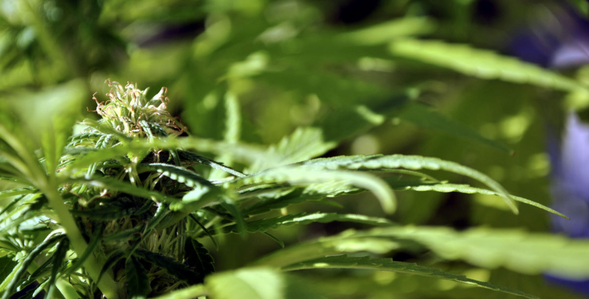 La tabacalera dueña de Marlboro invierte en el negocio del cannabis