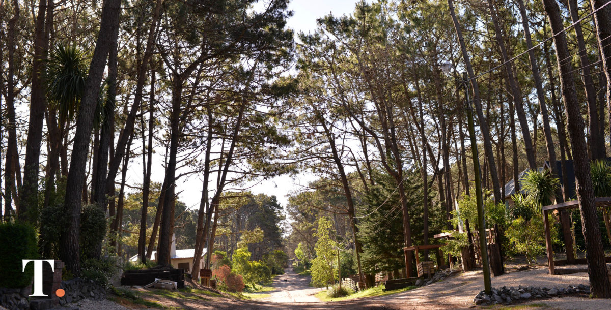 En Villa Gesell se entregarán pinos en forma gratuita