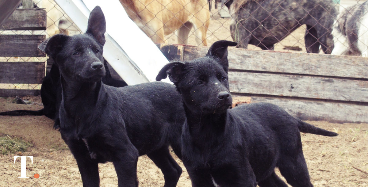 En Dolores multarán a propietarios de animales sueltos en la vía pública