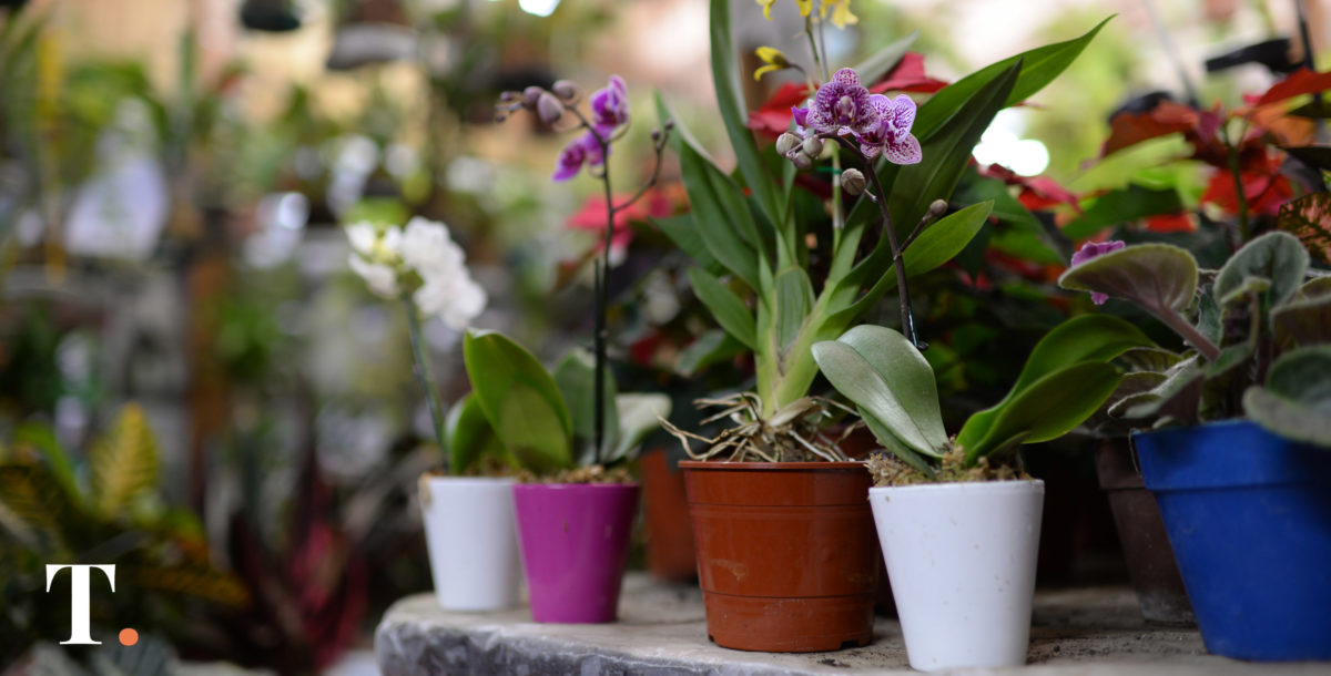 Arranca en La Costa el programa Eco-Canje: hay 2.000 plantines disponibles