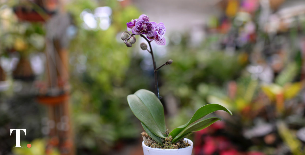 Doble jornada en La Costa de capacitación en plantas nativas