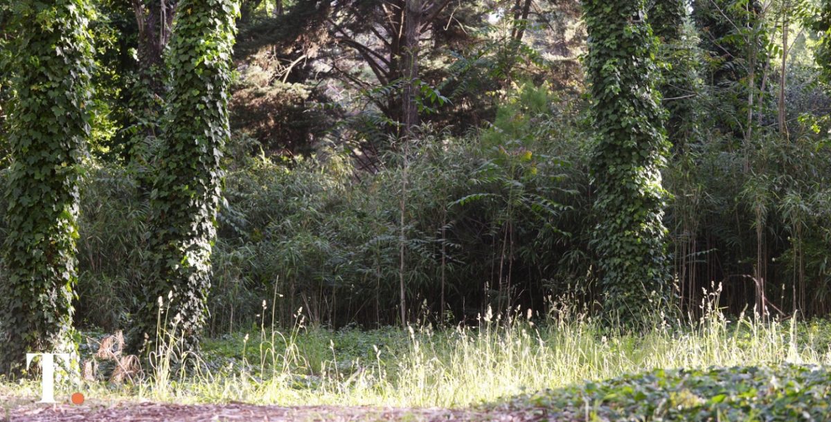 La UE excluirá la importación de productos asociados a la deforestación