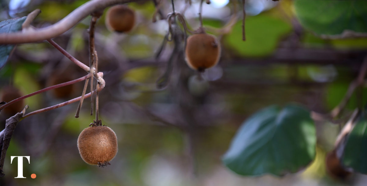 Los kiwis duplicaron espontáneamente su ADN hace millones de años para producir más vitamina C
