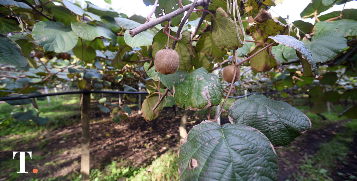 Kiwis robados llegan a las fruterías antes de tiempo y generan alarma
