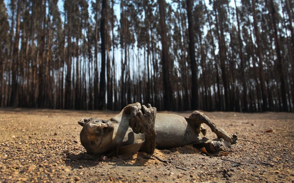 Incendios en Australia: ardieron 10,3 millones de hectáreas y murieron 1.000 millones de animales