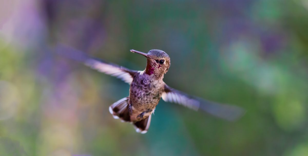 Un jardín protegido en Cariló para que el colibrí acceda a sus flores favoritas