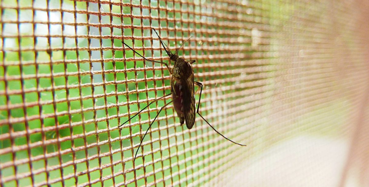 El dengue volvió a matar: segunda víctima en provincia de Buenos Aires