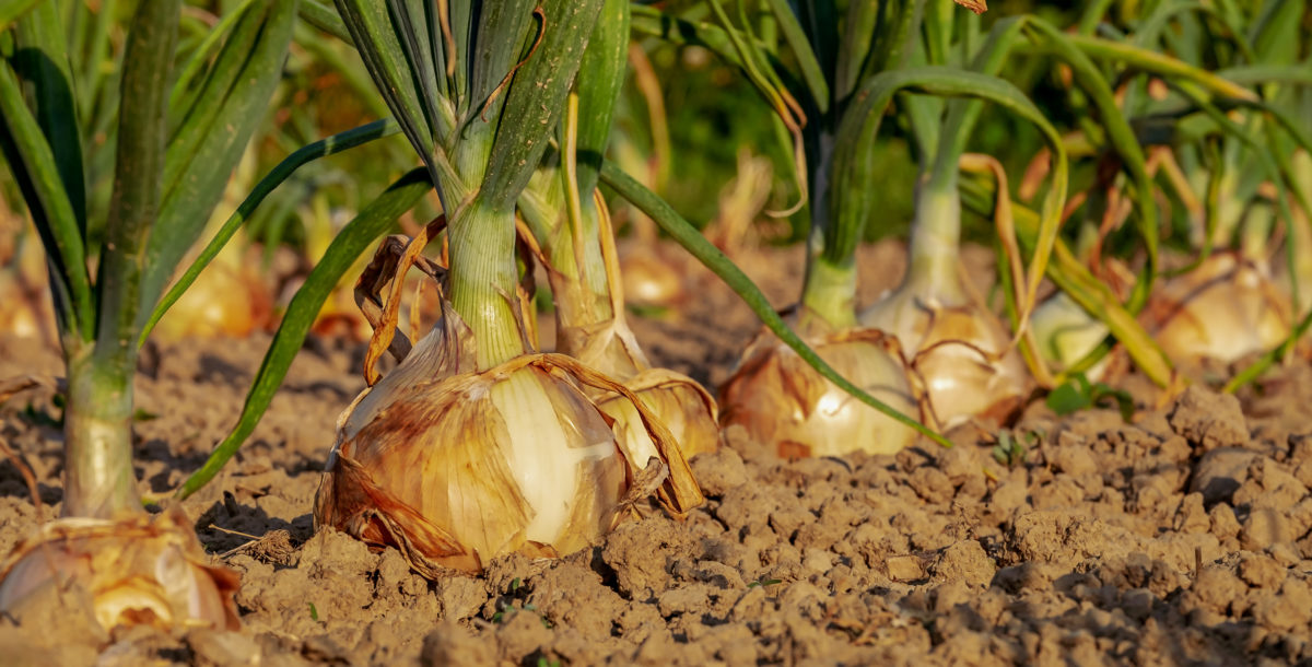 Otoño: cómo preparar la huerta para las especies que toleran el frío