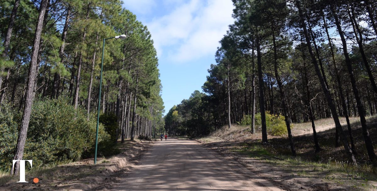 Se realiza nueva entrega gratuita de árboles en Pinamar