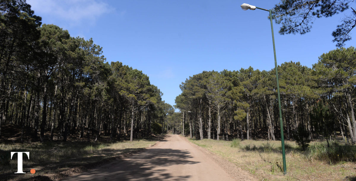 Pinamar Foresta 365: las fechas de entrega de árboles de octubre y noviembre