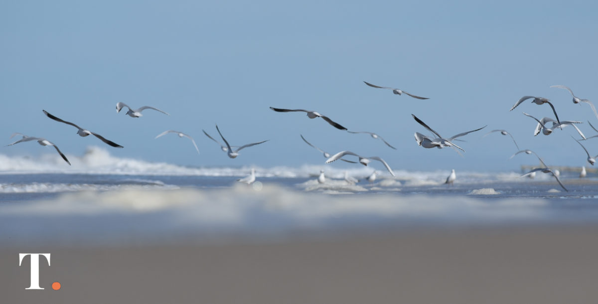 Impulsan el turismo de observación de aves en Madariaga