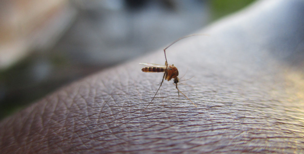 ¿Cómo evitar criaderos de Aedes aegypti en el hogar?