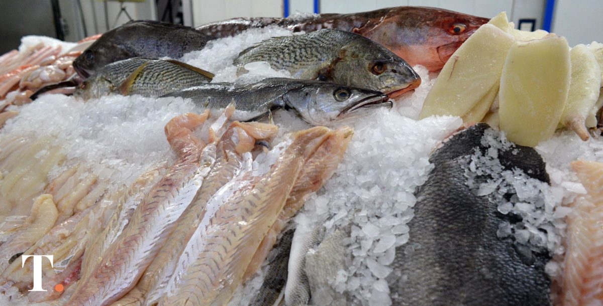 Advierten que la industria de la pesca está al borde de una crisis sin precedentes