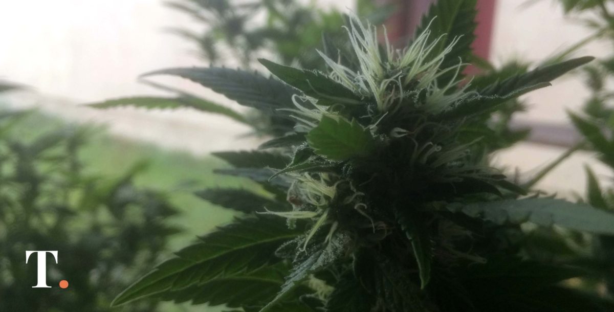 El INTA avanza en la investigación sobre cannabis medicinal
