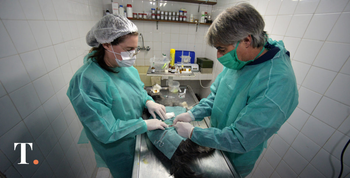 Primeros pasos del proyecto para la nueva sede de Zoonosis en Villa Gesell