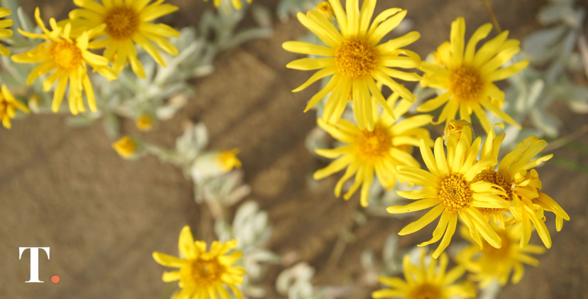 Entregan plantines de arbustos en el vivero de Villa Gesell