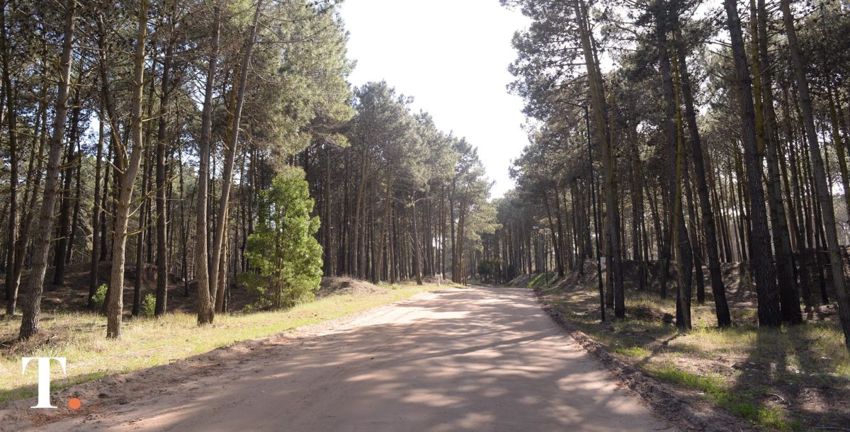 Se entregan 400 árboles por mes en Pinamar: hay nuevas fechas para abril