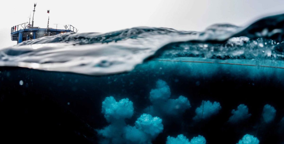 Prospección petrolera: para Greenpeace el Mar Argentino “es un campo minado”