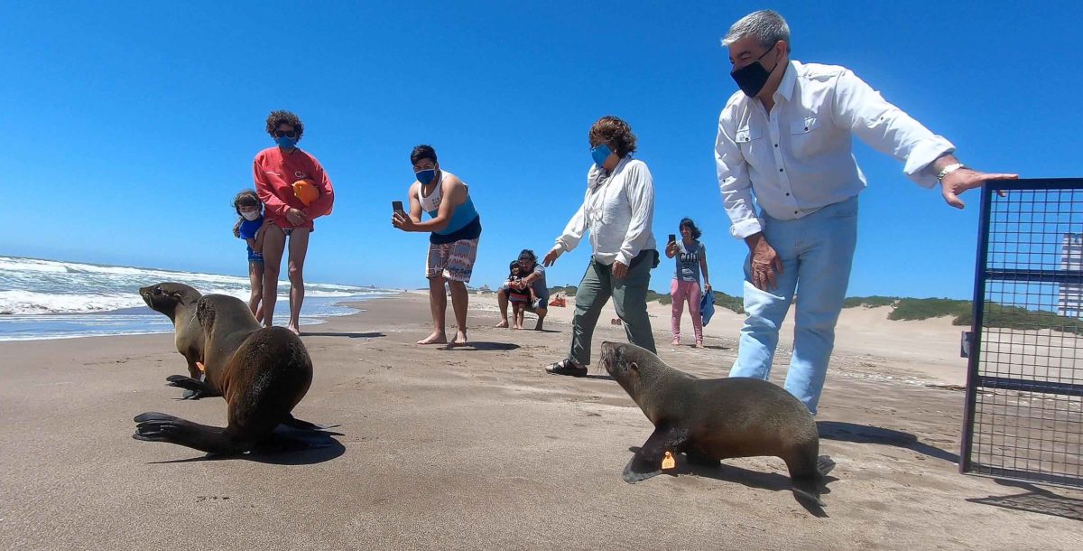 Volvieron al mar tres lobos marinos rescatados en La Costa, Berisso y Berazategui