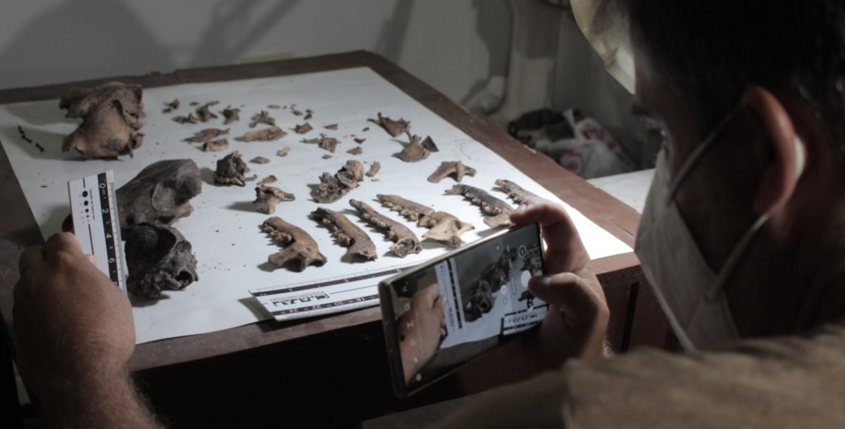 Una nueva rama de la paleontología en Argentina surge desde Camet Norte