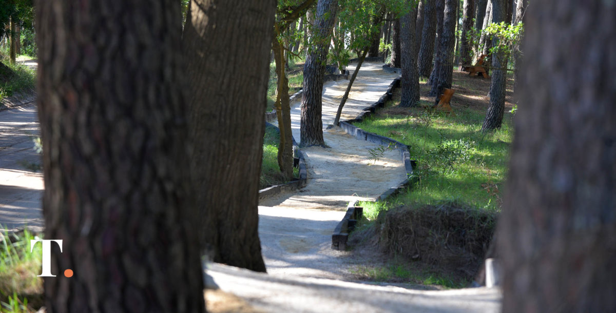 Conservación de bosques: Villa Gesell y La Costa recibieron plantas nativas
