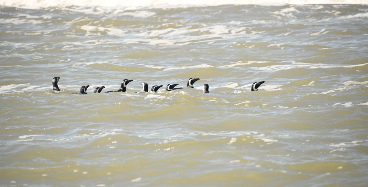 La historia de 12 pingüinos que formaron un grupo para poder regresar al mar