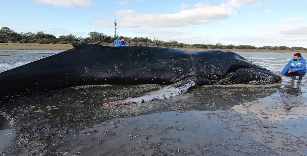 Murió una ballena jorobada en San Clemente y preocupan los varamientos