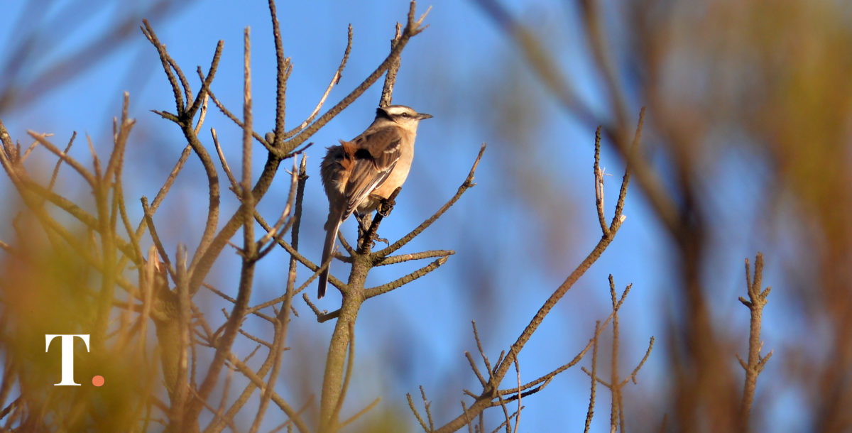 Se celebra el Festival de Aves Migratorias en la albufera de Mar Chiquita