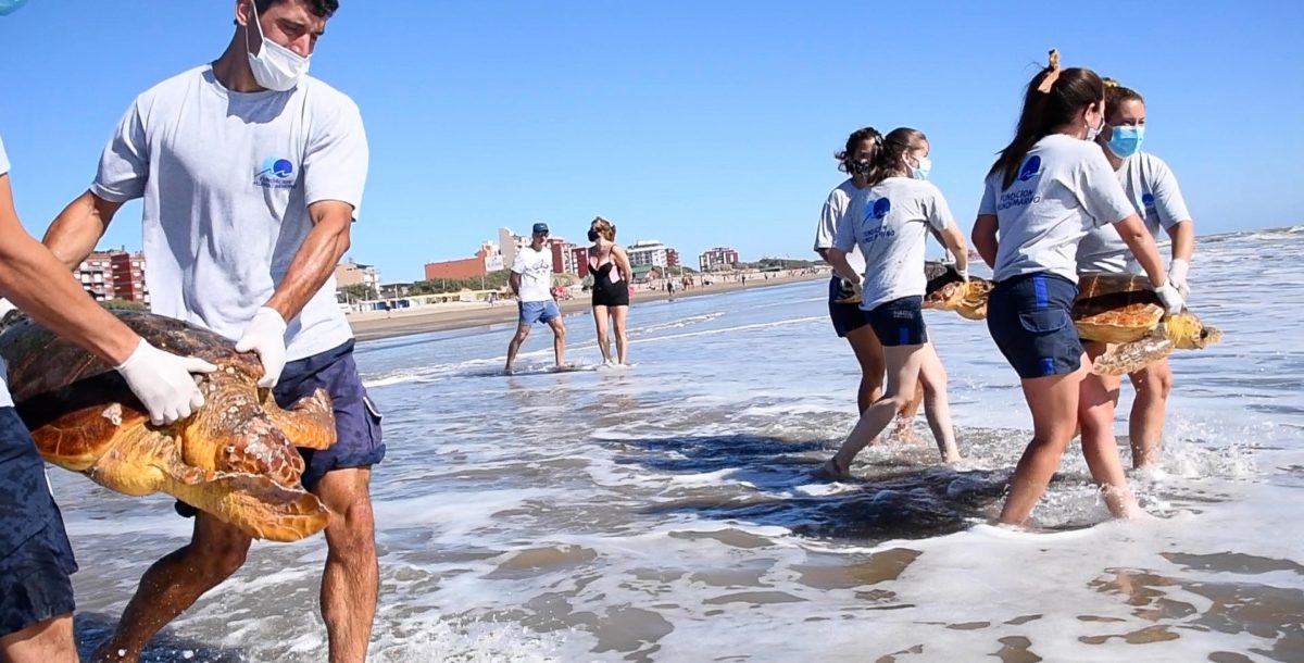 Seis tortugas marinas fueron regresadas al mar desde San Clemente del Tuyú