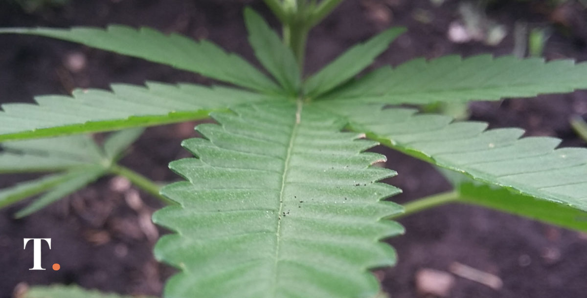 Acuerdo del INTA para avanzar en la plantación de cannabis a campo abierto