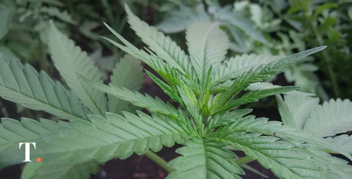 Allanan un terreno de 30×80 metros con una gran plantación de marihuana