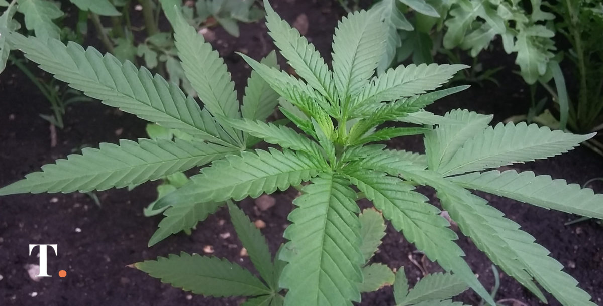 En marcha el primer cultivo de cannabis medicinal del territorio bonaerense