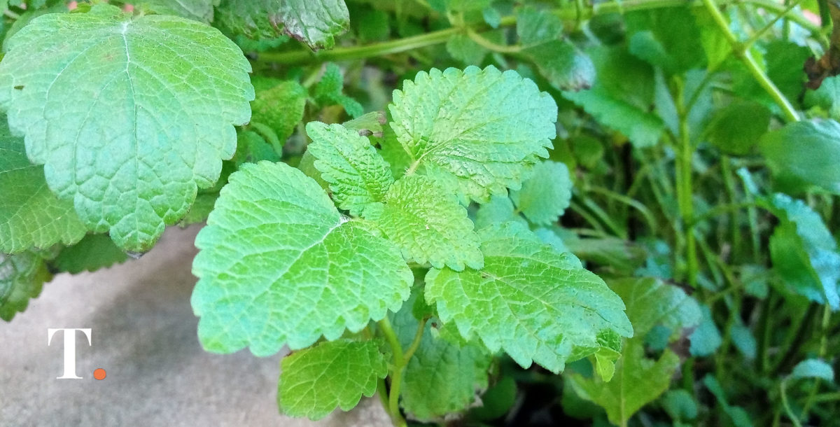 ¿Qué uso hacemos los argentinos de plantas aromáticas y medicinales?