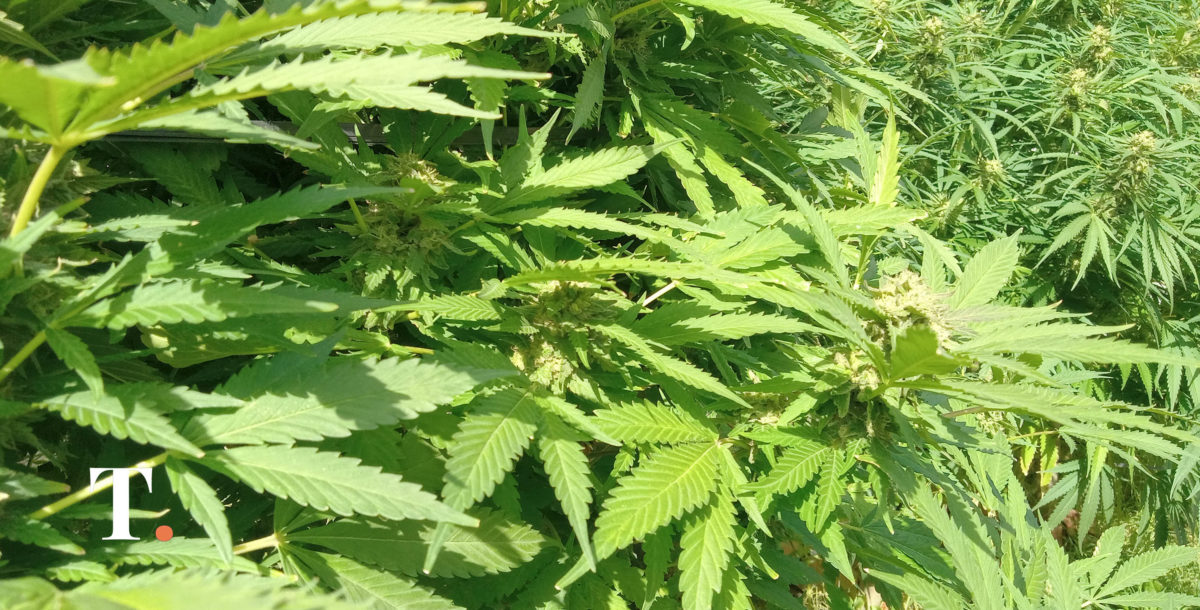 Hallan un cultivo de marihuana en Villa Gesel con plantas de dos metros de alto