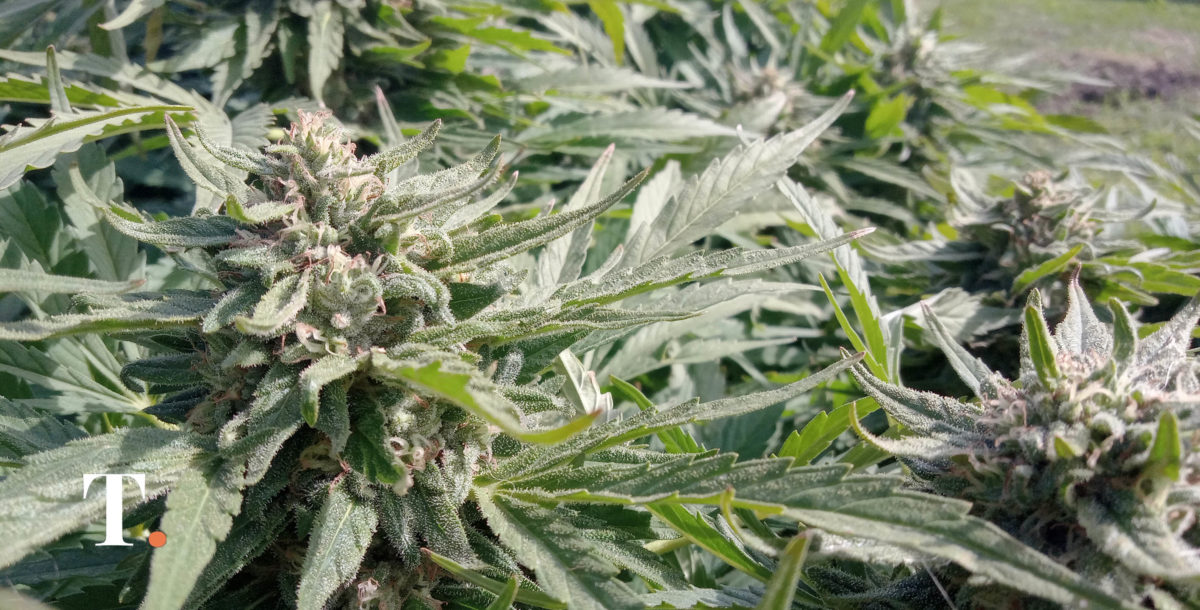 Así es la ley de cannabis medicinal y cáñamo industrial: ya entró en vigencia