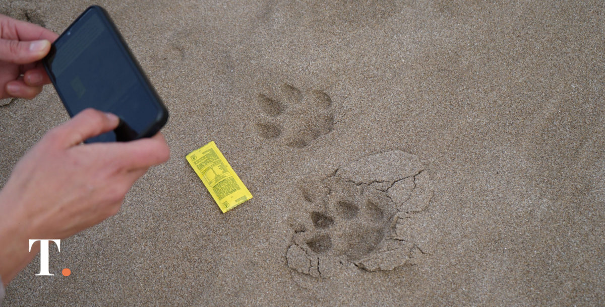 ¿Por qué se vincula el incendio de Mar Chiquita con los pumas en Villa Gesell?