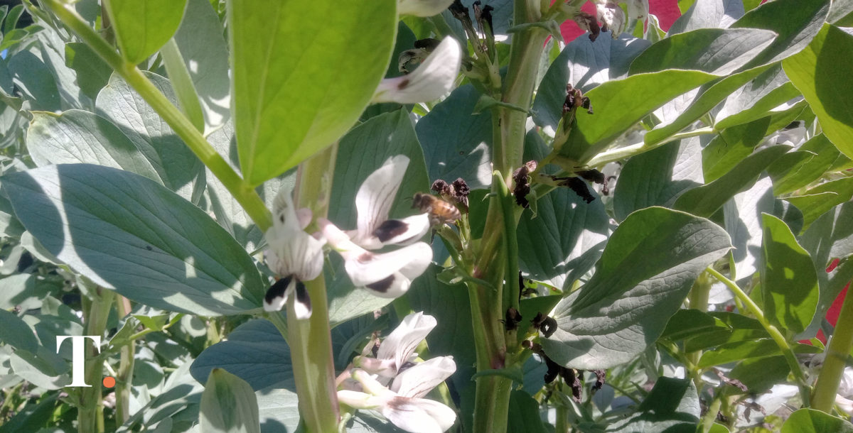 Las plantas emiten sonidos por falta de agua, tallos cortados o infecciones