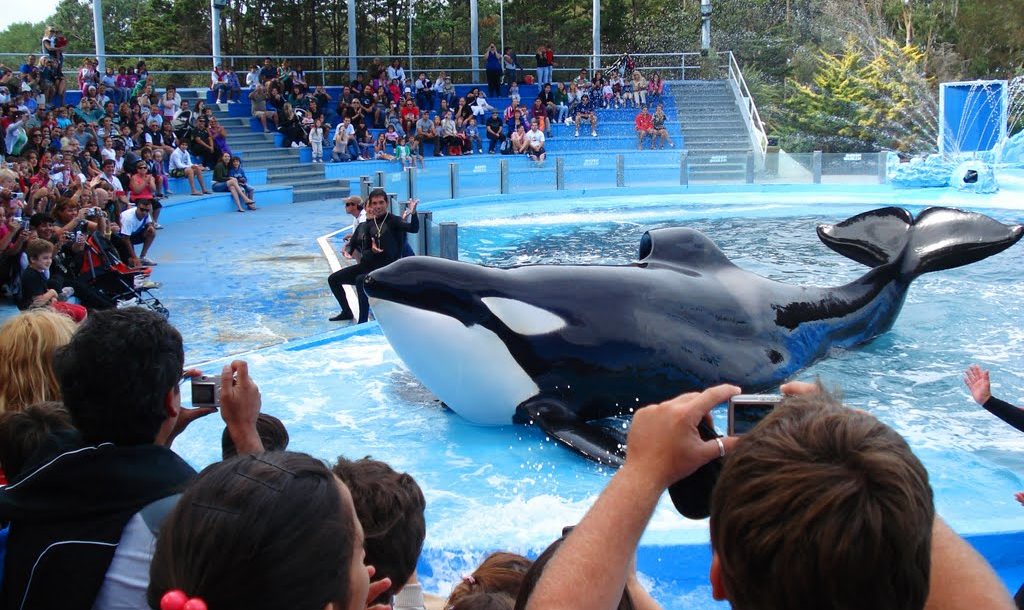 El ministerio de Ambiente pidió informes sobre la orca Kshamenk
