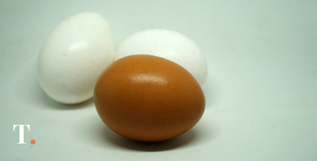 Un estudio confirma la viabilidad de los huevos de gallinas libres de jaula
