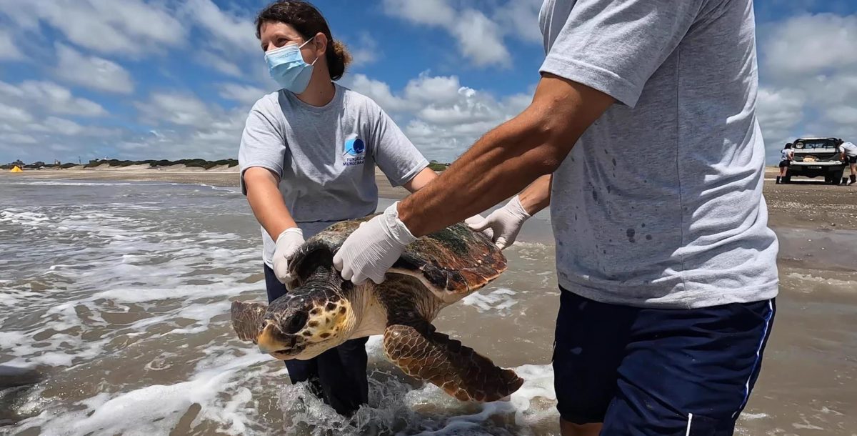 Tres tortugas ‘cabezonas’ rescatadas regresaron al mar