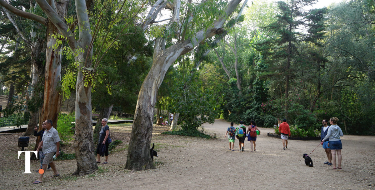 La restitución de los pinares de Villa Gesell recibió la aprobación de los diputados