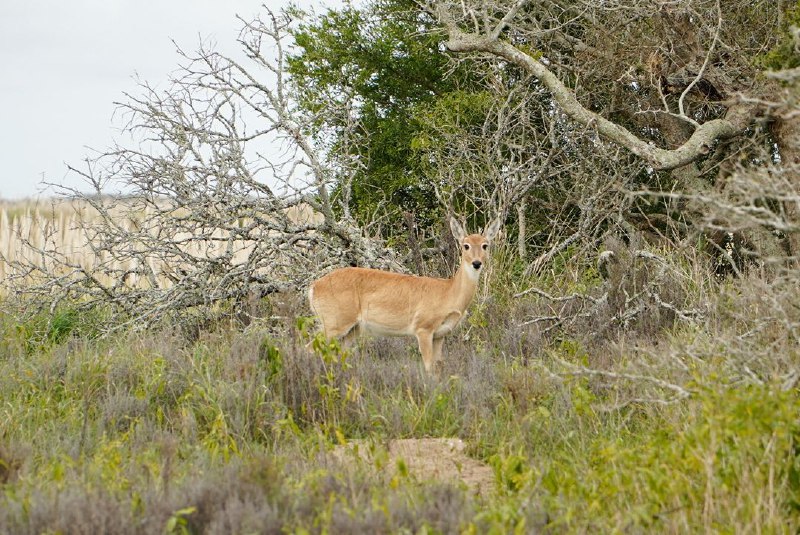 Se censó al venado de las pampas en el Parque Nacional Campos del Tuyú
