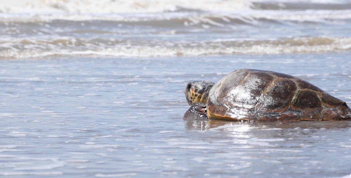 Volvió al mar una tortuga cabezona de 40 kilos rescatada por pescadores