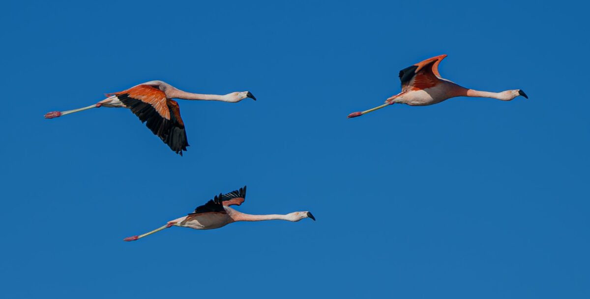 El vuelo de las aves por la albufera de Mar Chiquita