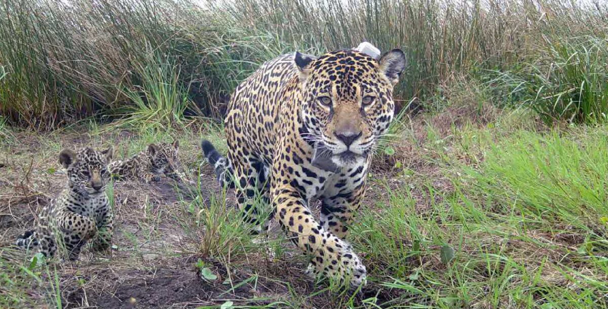 Nacieron tres nuevos cachorros de yaguareté en el parque nacional Iberá
