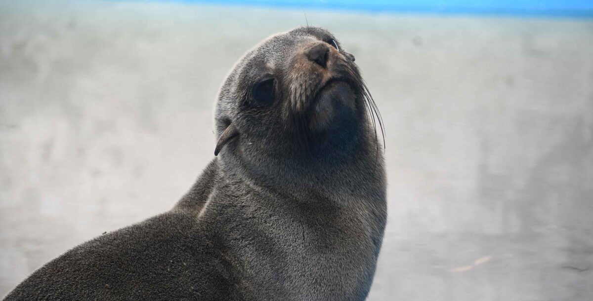 De CABA a San Clemente: emotivo video del regreso al mar de un lobo marino