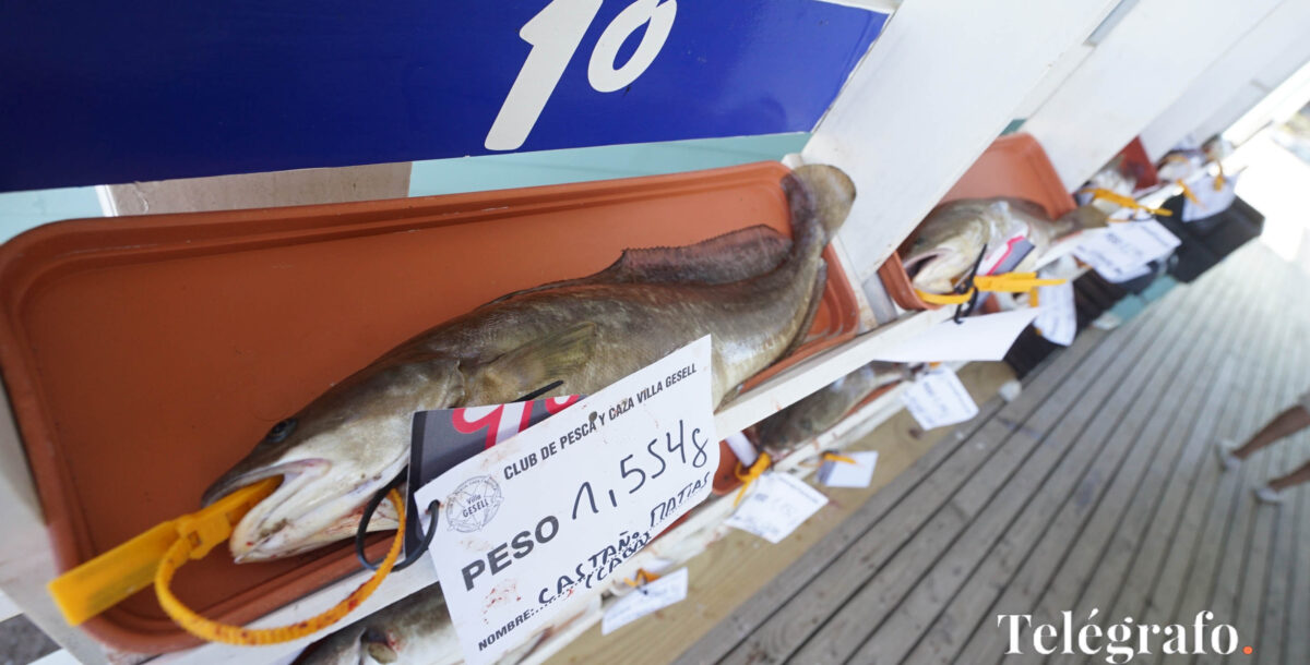 Fiesta de la Brótola: una pieza de 1,554 kilos se quedó con los $5.000.000