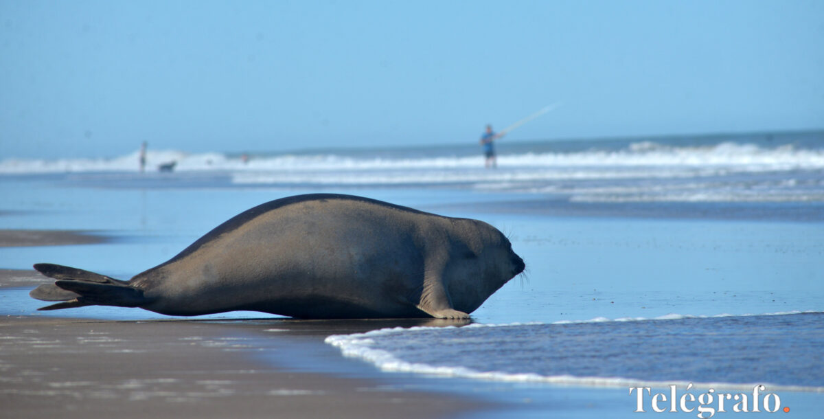 La playa es un espacio compartido: guía para convivir con la fauna marina