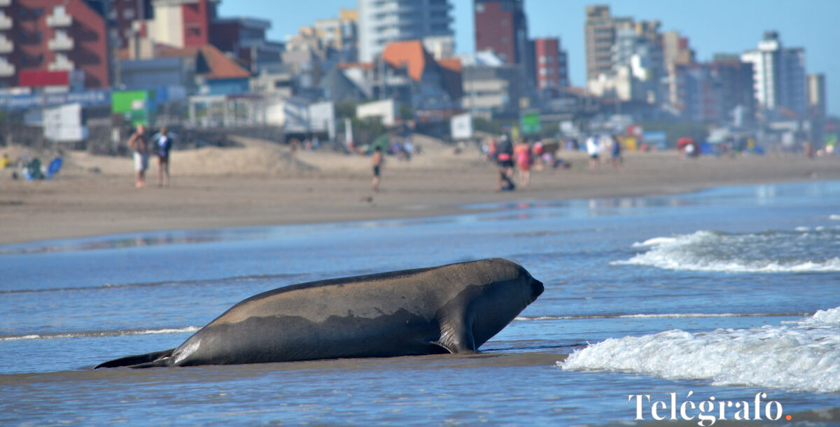 Falta de alimento y hostigamientos, las principales amenazas a la fauna marina
