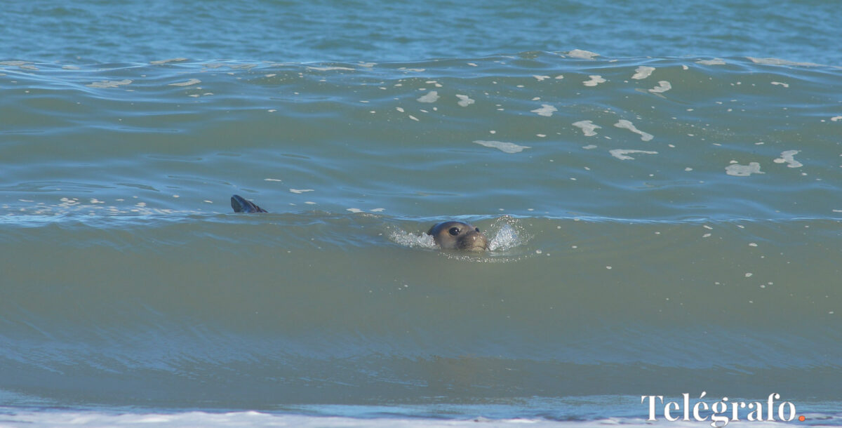 Otro emotivo regreso al océano: el video de dos lobos marinos en su vuelta al mar